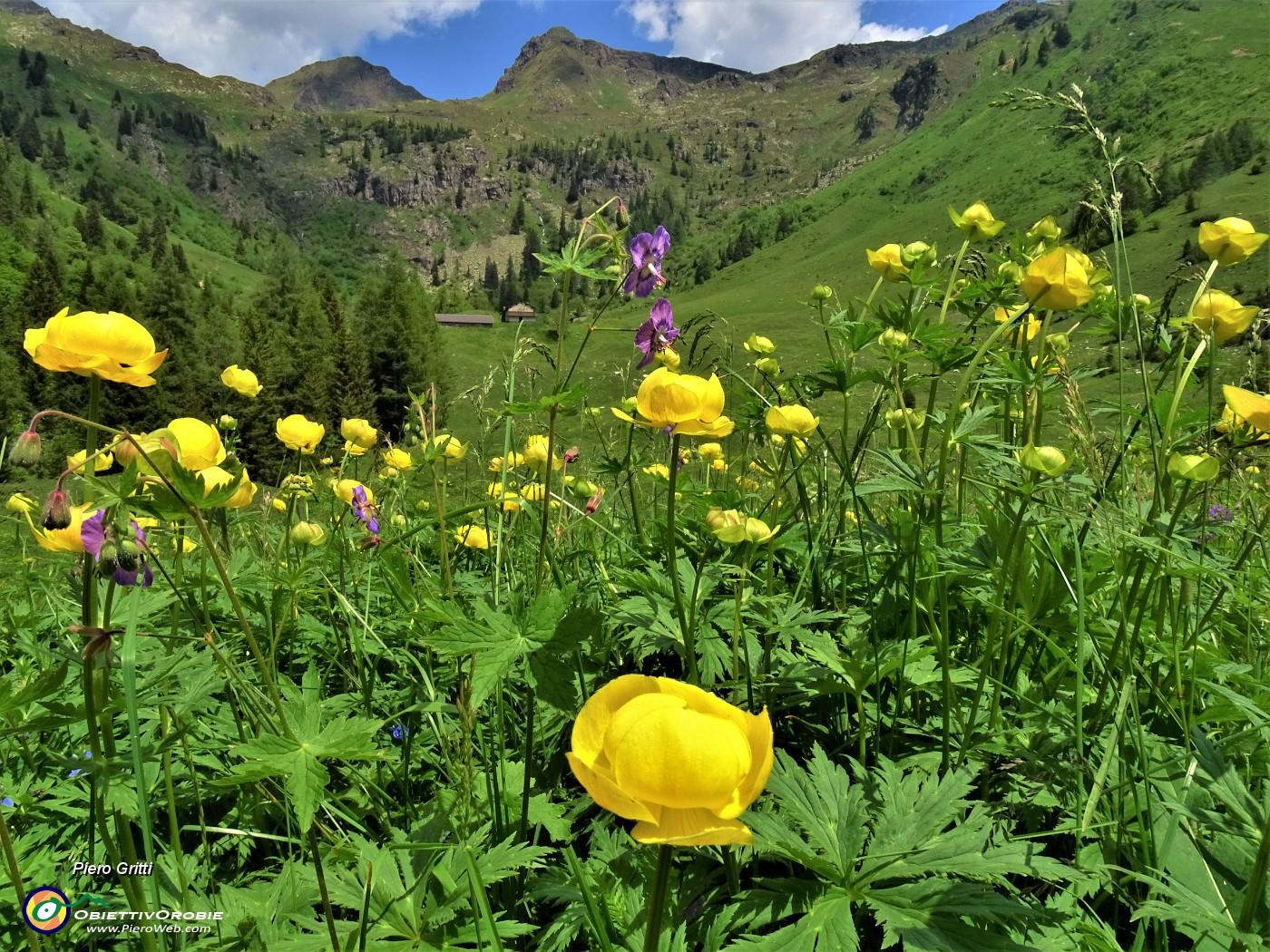 63 Trollius europaeus (Botton d'oro), distese nei prati della Casera Mezzeno (1598 m) .JPG